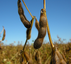 soya.jpg